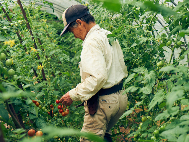 いよいよトマトの収穫、もうすぐ鹿児島の夏がやってくる